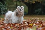 SHIH TZU 192